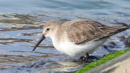 Dunlin