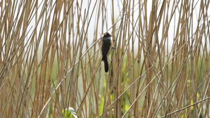 Eurasian Reed Warbler
