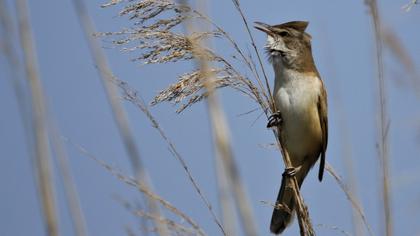 Great Reed Warbler