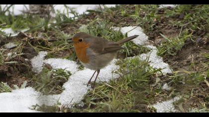 European Robin