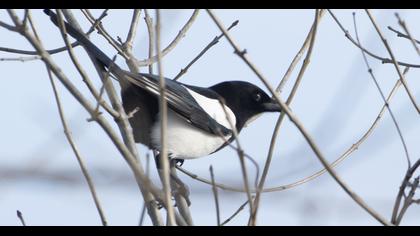 Eurasian Magpie