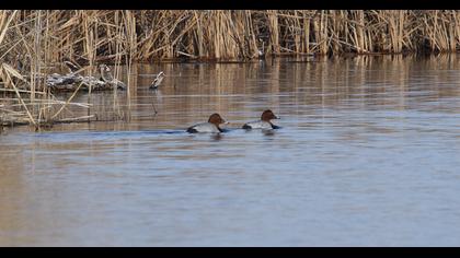 Common Pochard