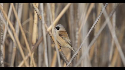 Eurasian Penduline Tit