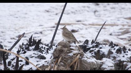 Crested Lark