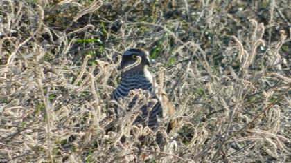 Eurasian Sparrowhawk