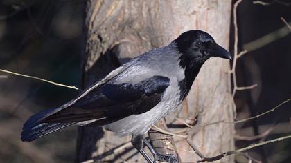 Hooded Crow