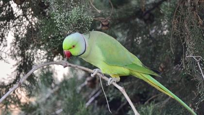 Rose-ringed Parakeet
