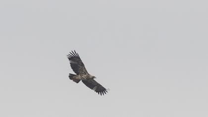 Eastern Imperial Eagle