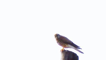 Common Kestrel