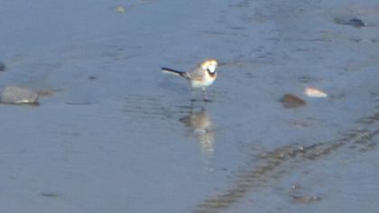 White Wagtail