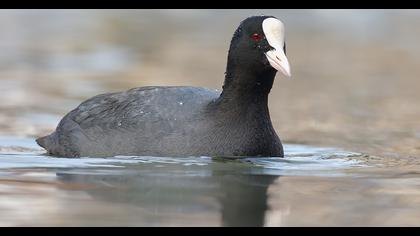 Eurasian Coot