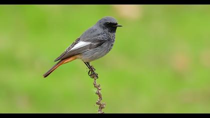Black Redstart