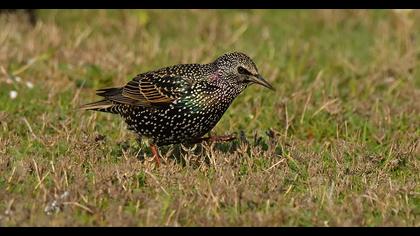 Common Starling