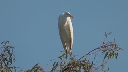 Great Egret