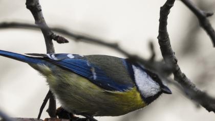 Eurasian Blue Tit