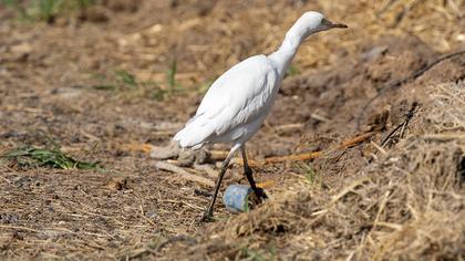 Western Cattle Egret