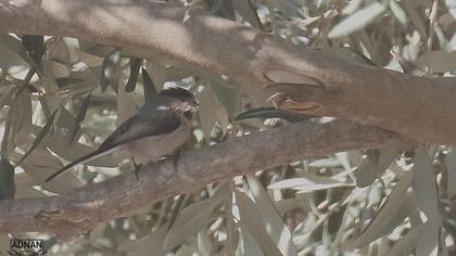 Long-tailed Tit