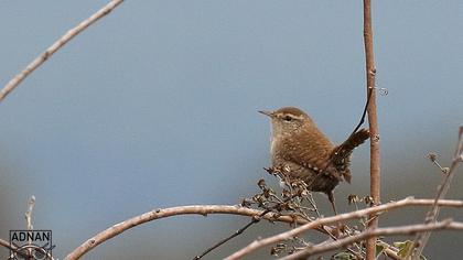 Eurasian Wren