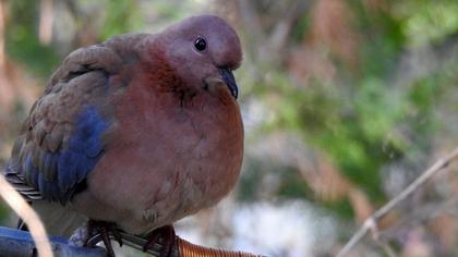Laughing Dove