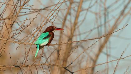 White-throated Kingfisher