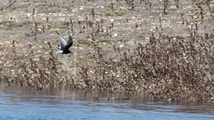 White-winged Tern