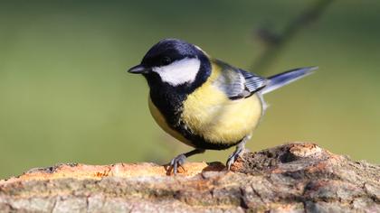 Great Tit