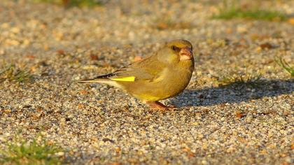 European Greenfinch