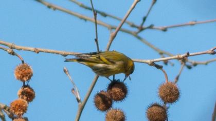 Eurasian Siskin