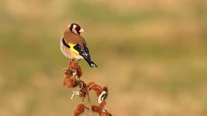European Goldfinch