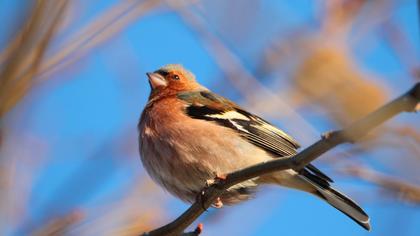 Common Chaffinch
