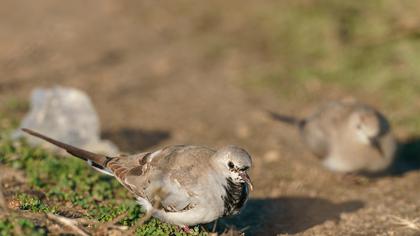 Namaqua Dove