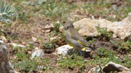 European Greenfinch