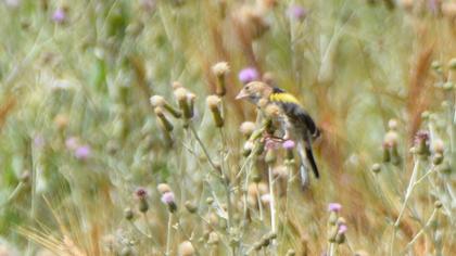 European Goldfinch
