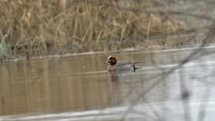 Eurasian Wigeon