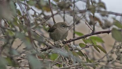 Eurasian Wren