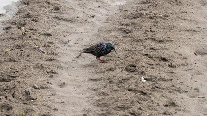 Common Starling
