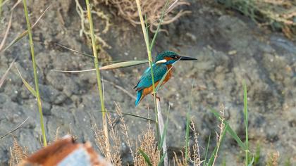 Common Kingfisher