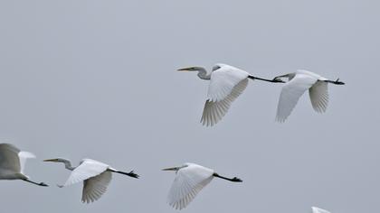 Great Egret