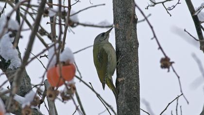 Grey-headed Woodpecker