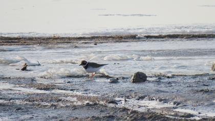 Common Ringed Plover