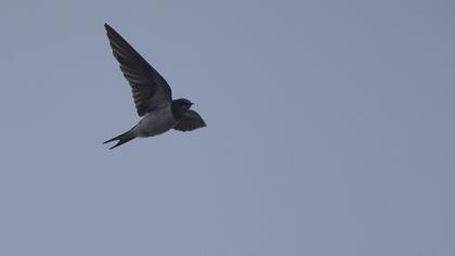 Barn Swallow