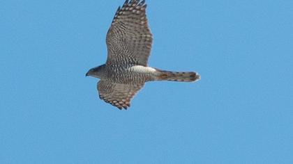 Northern Goshawk