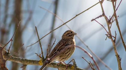 Cirl Bunting