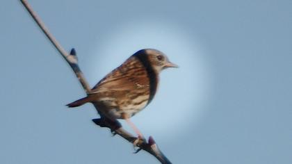 Dunnock