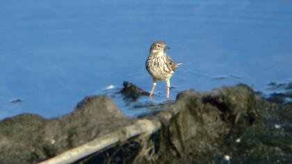 Meadow Pipit