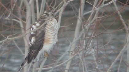 Eurasian Sparrowhawk