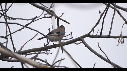 Eurasian Jay