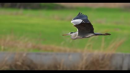 Grey Heron