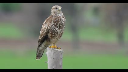 Common Buzzard