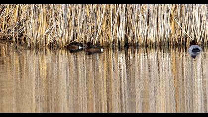 Ferruginous Duck